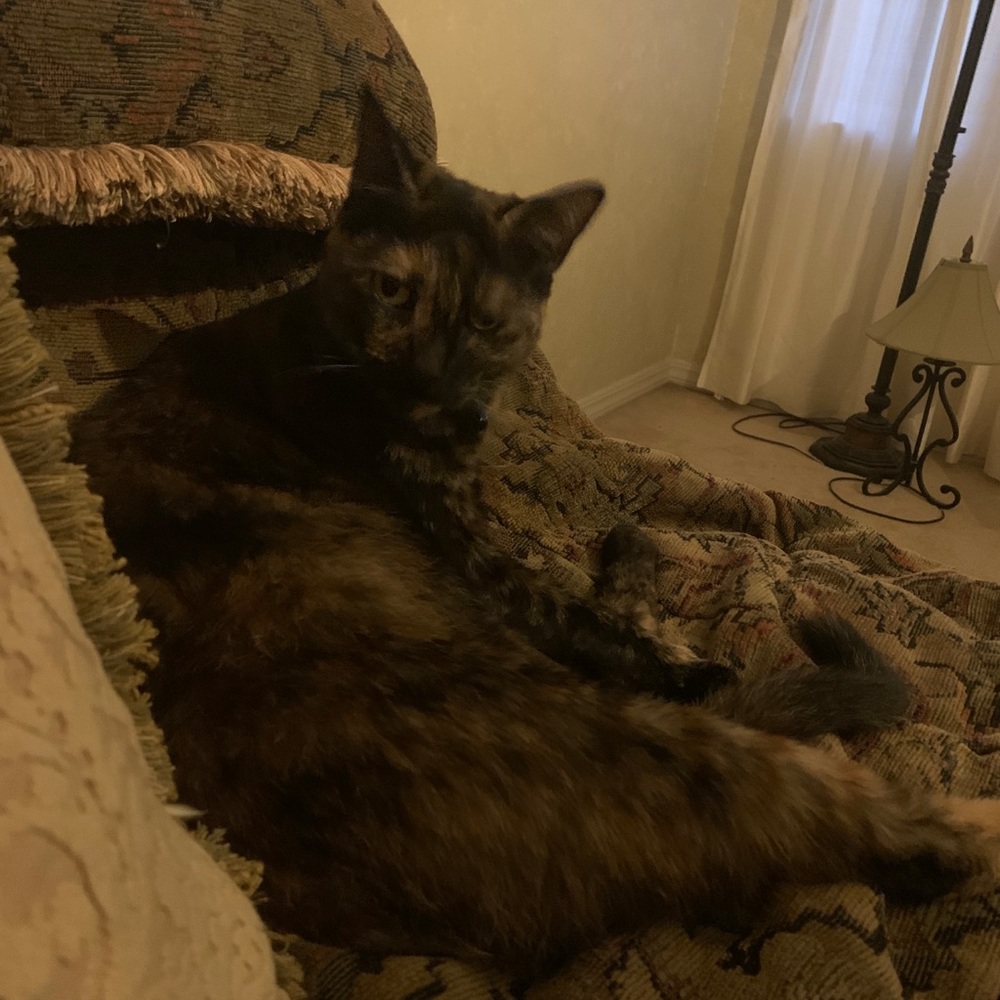 Meet your Posher, Jacqueline